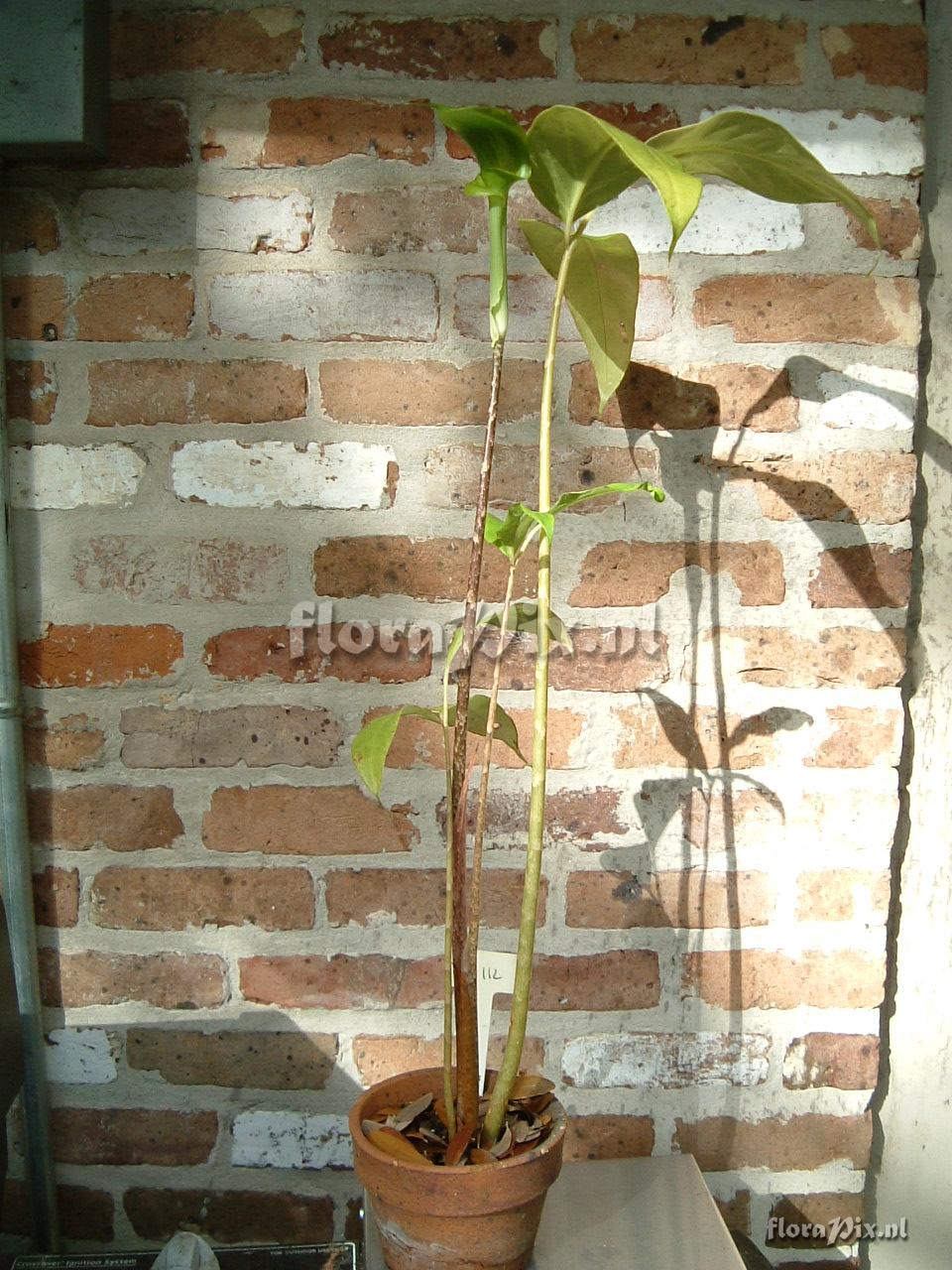 Arisaema omkoiense/menglaense