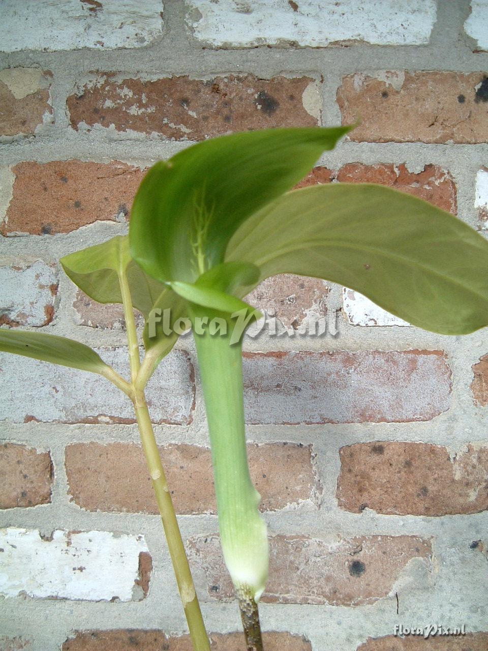 Arisaema omkoiense/menglaense