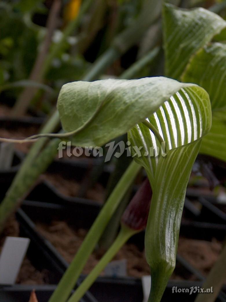 Arisaema propinquum