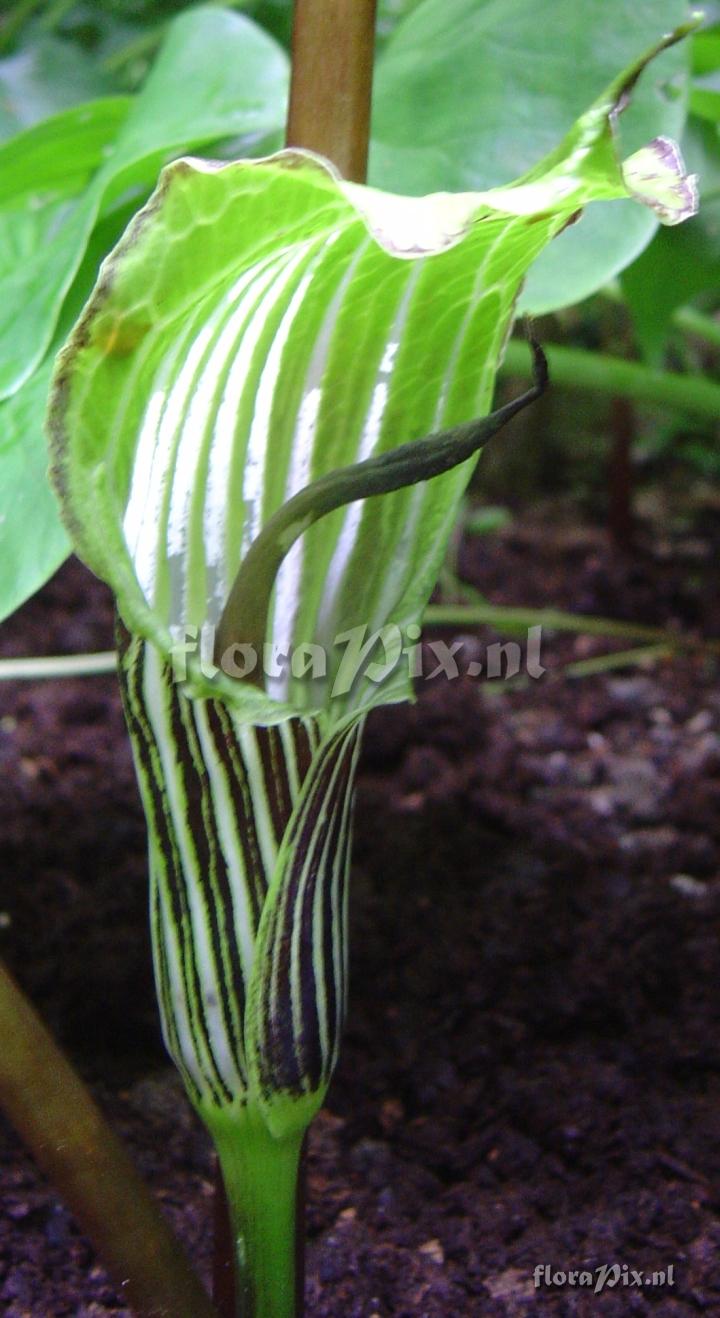 Arisaema propinquum (A. sikkimensis)