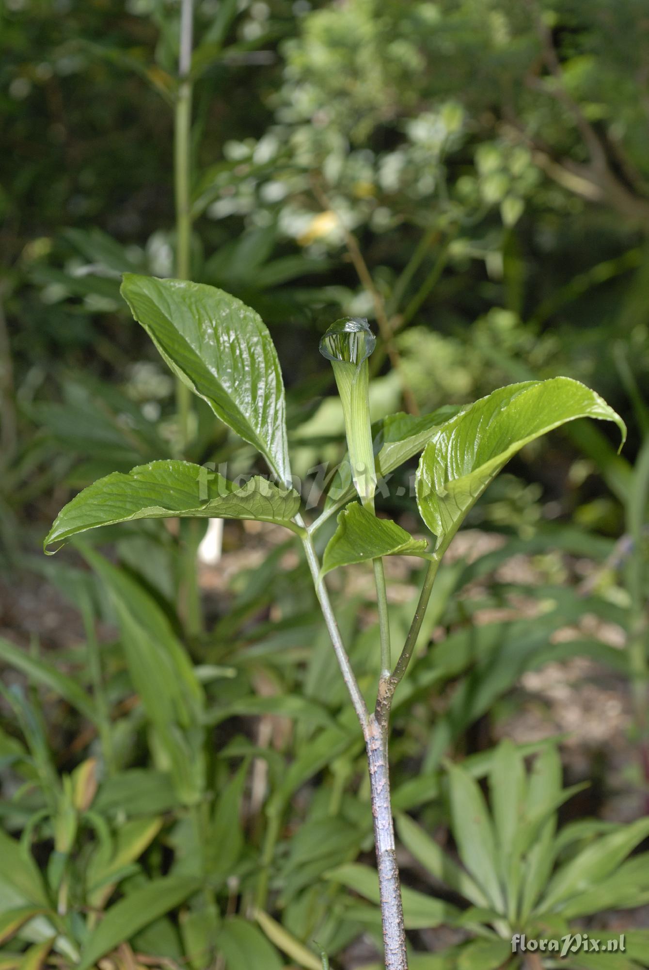 Arisaema petelotii