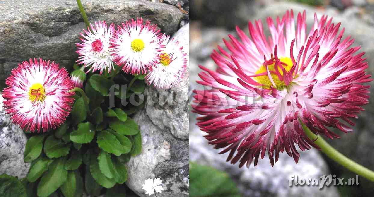 Bellis perennis 