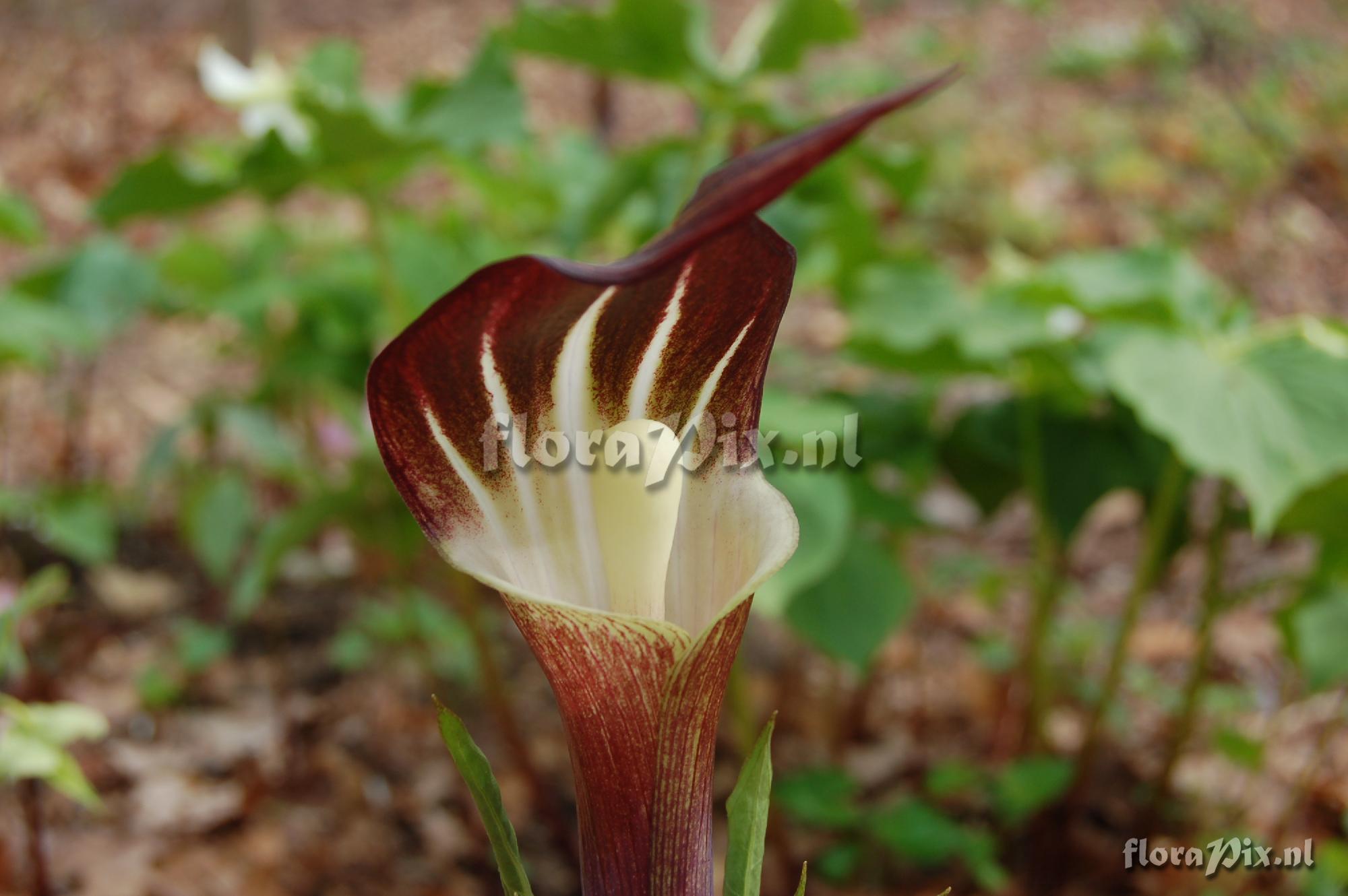 Arisaema sikokianum hybrid