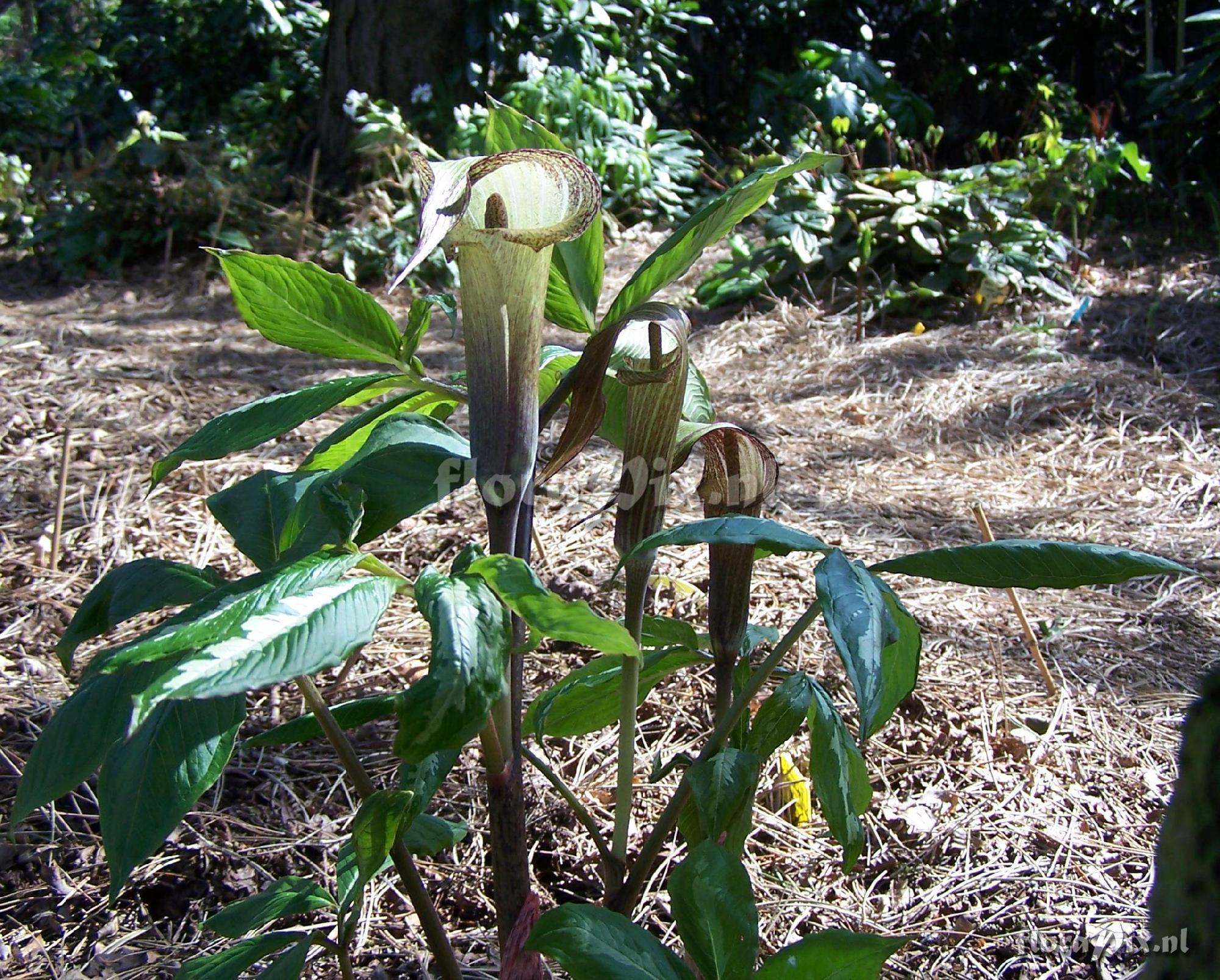 Arisaema serratum x kishidae (pollen)