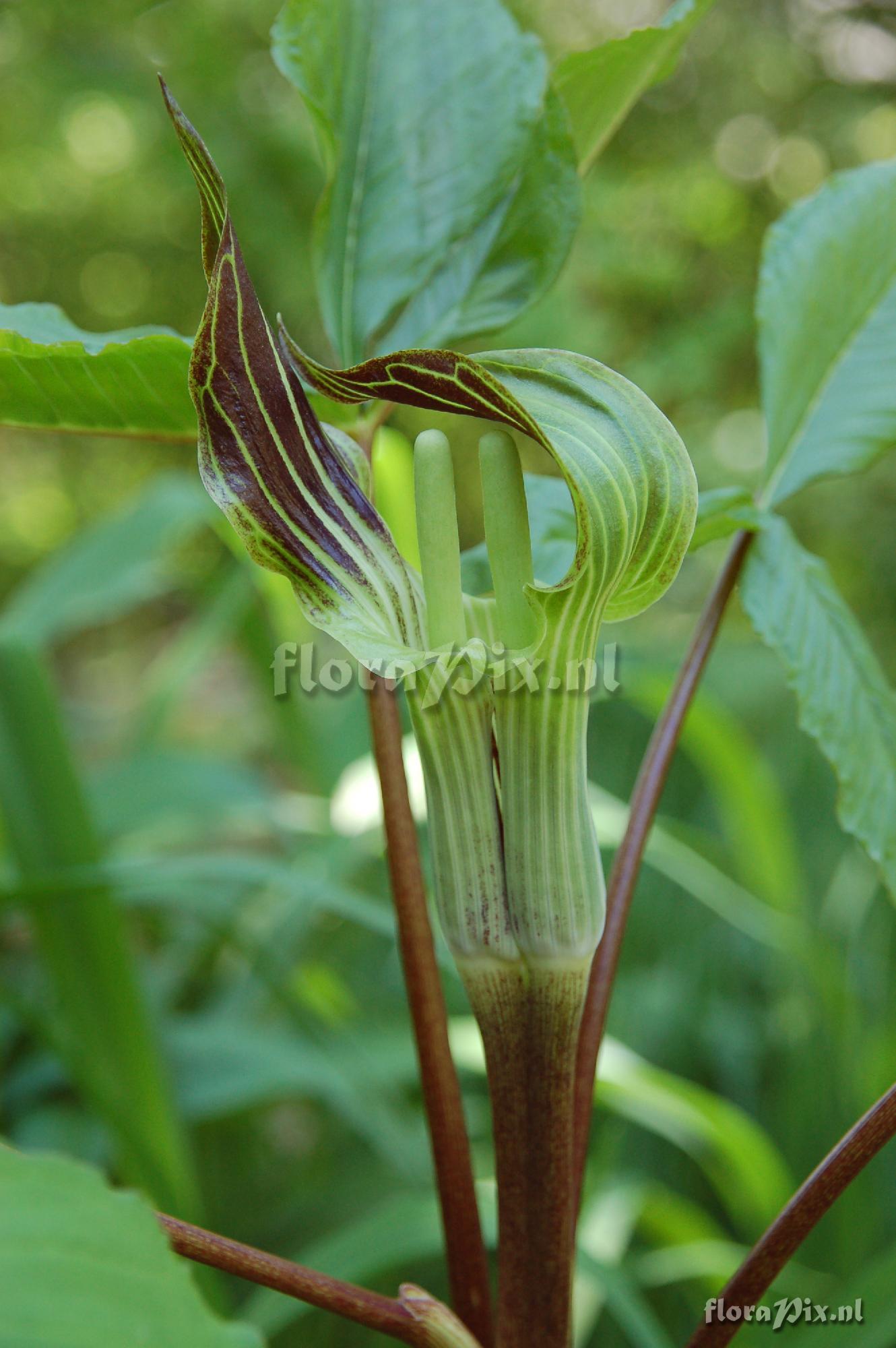 Arisaema triphyllum, siamese twins!