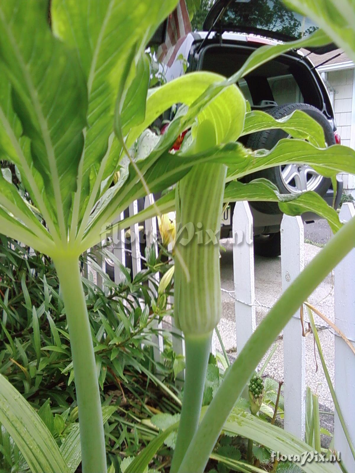 Arisaema Kaichen A-55 closeup