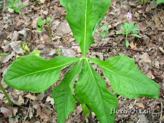 Arisaema quinatum