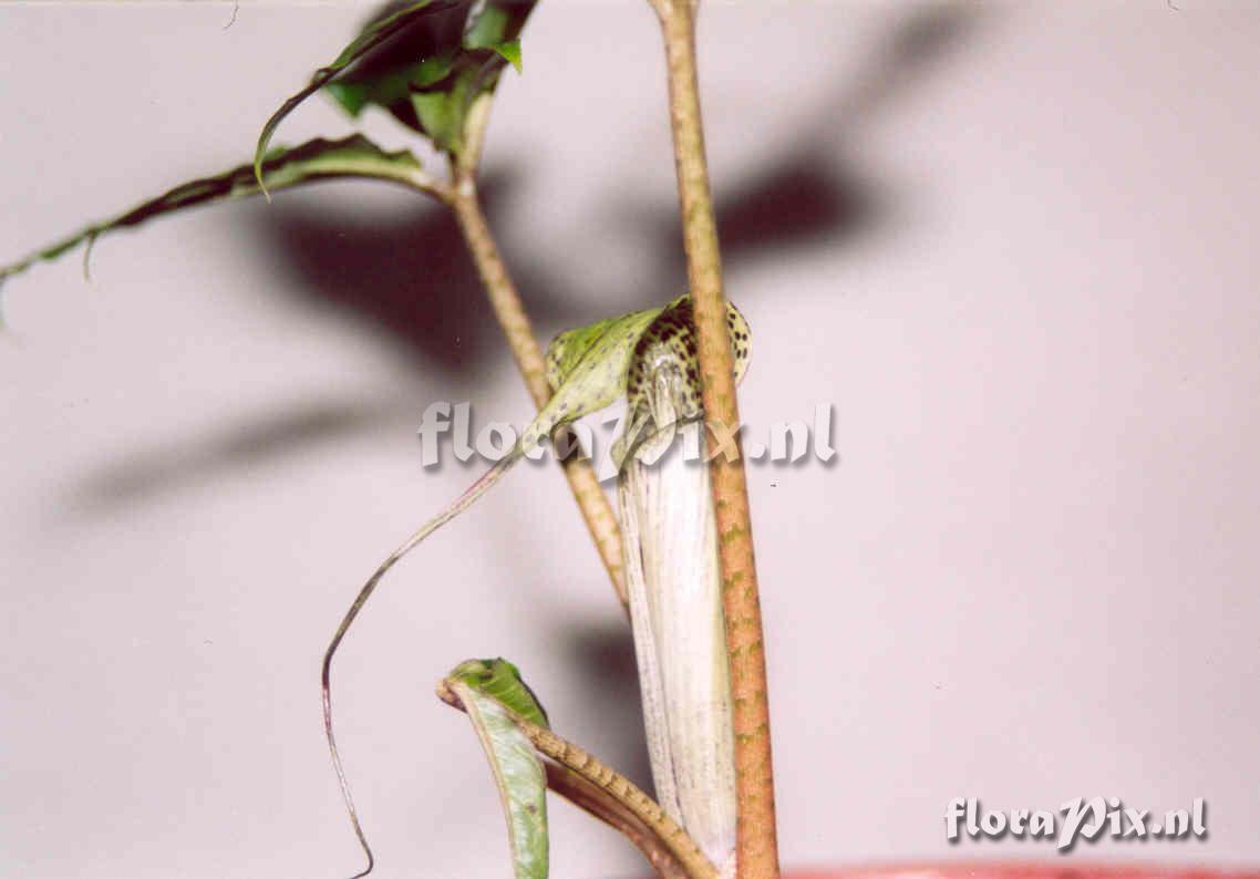 Arisaema rhizomatum