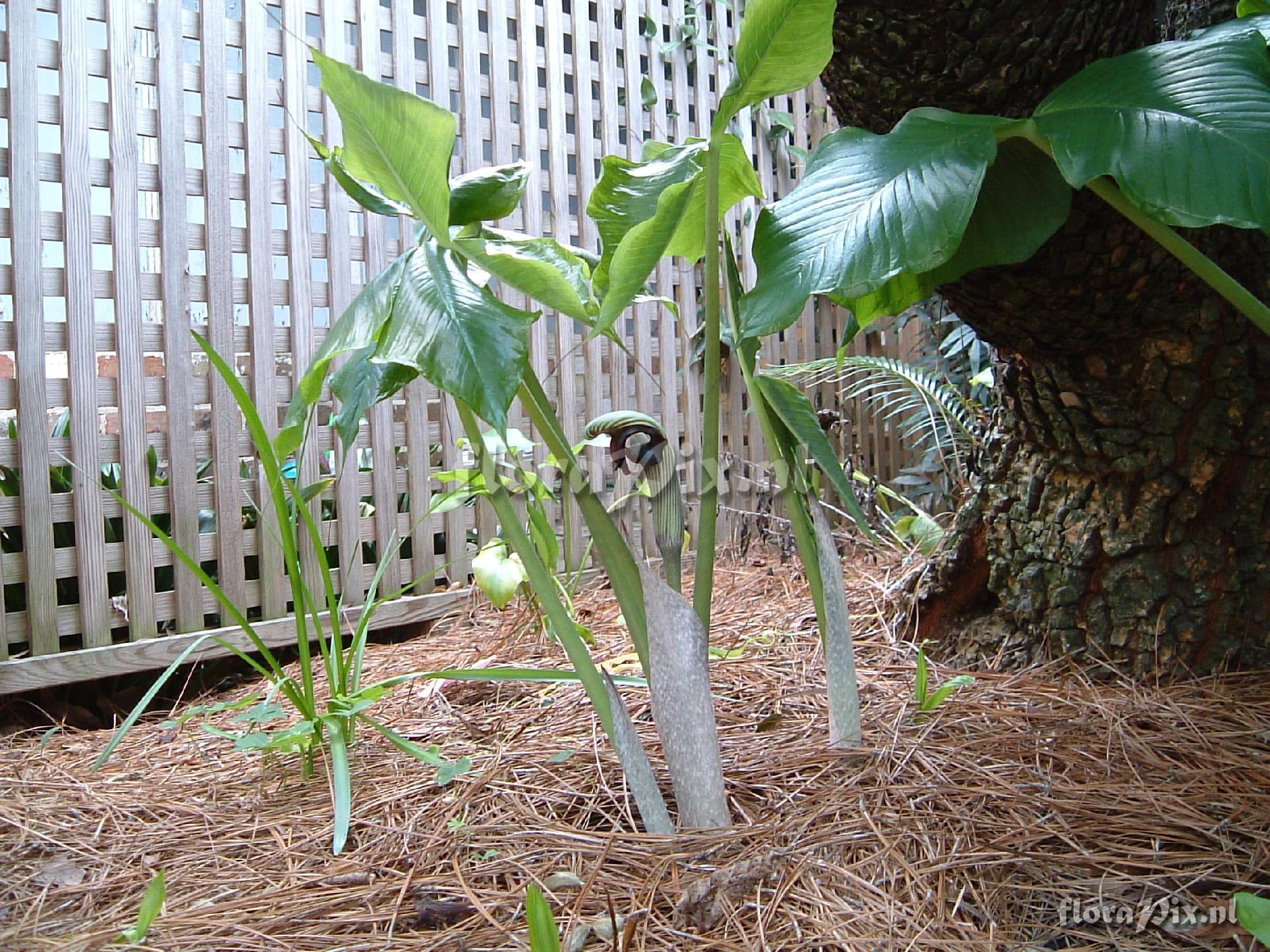 Arisaema ringens