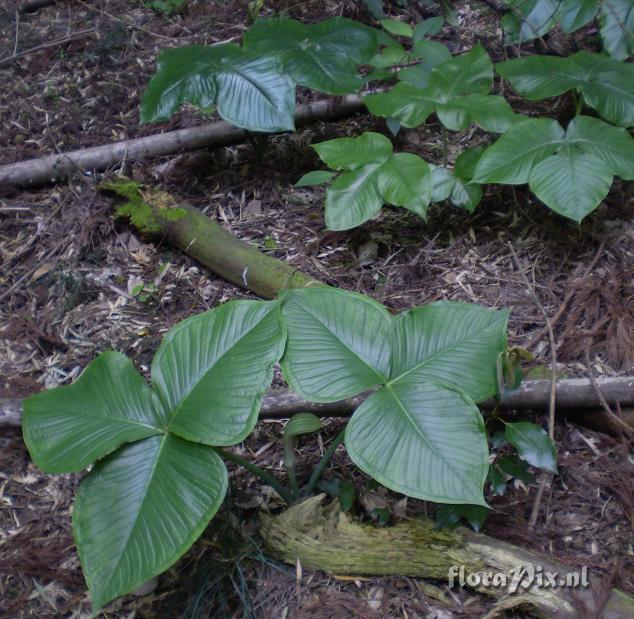 Arisaema ringens