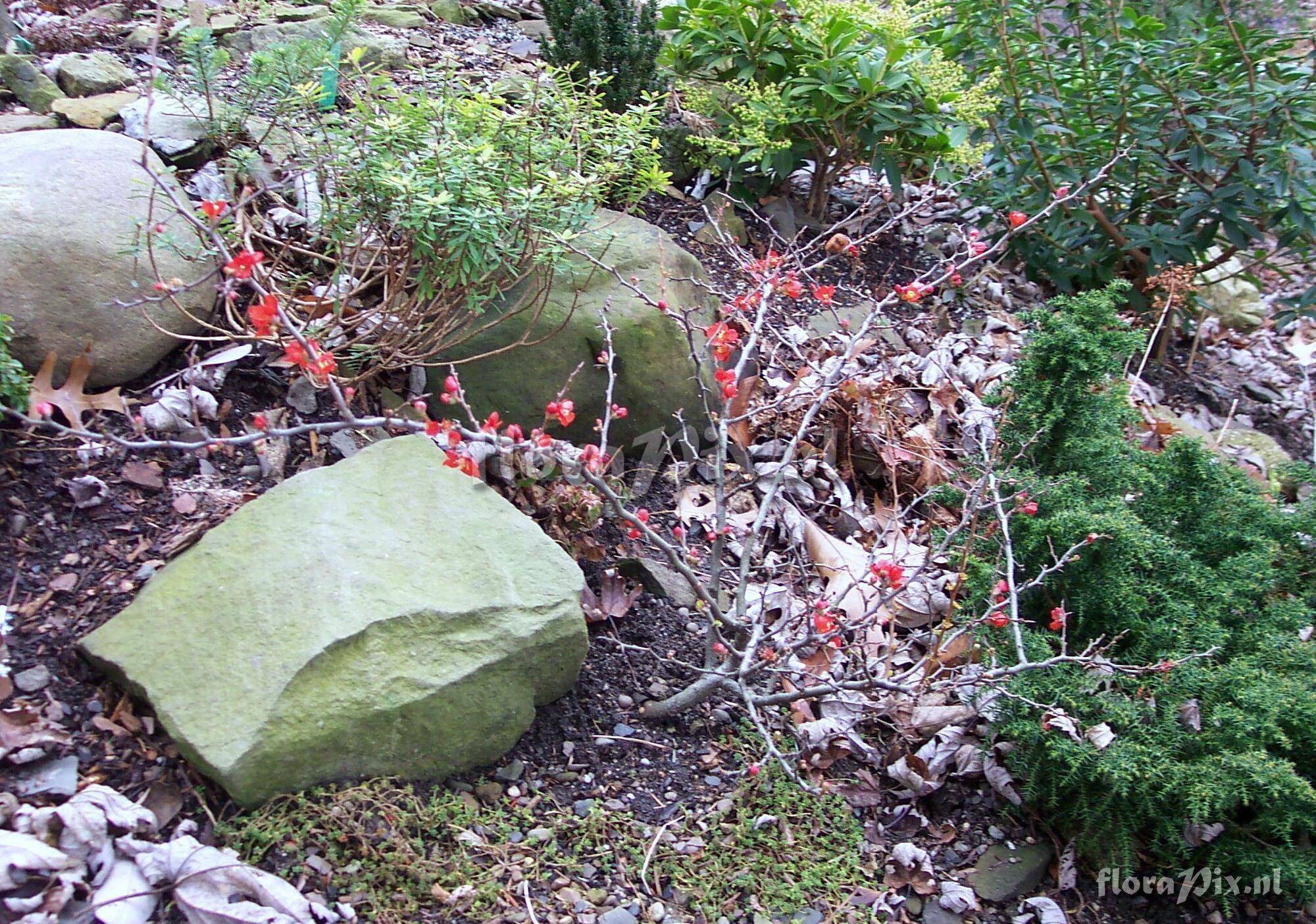 Chaenomeles japonica 