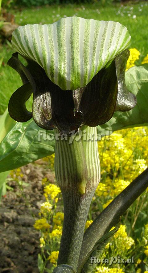 Arisaema ringens