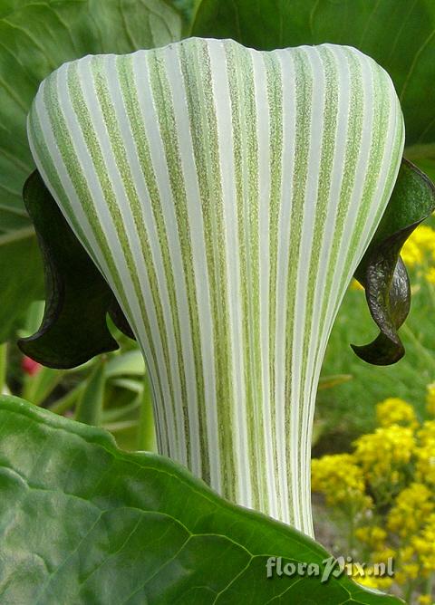 Arisaema ringens