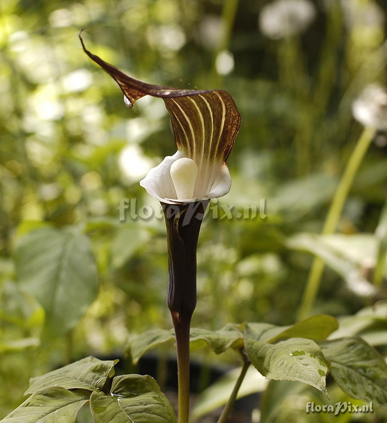 Arisaema sikokianum