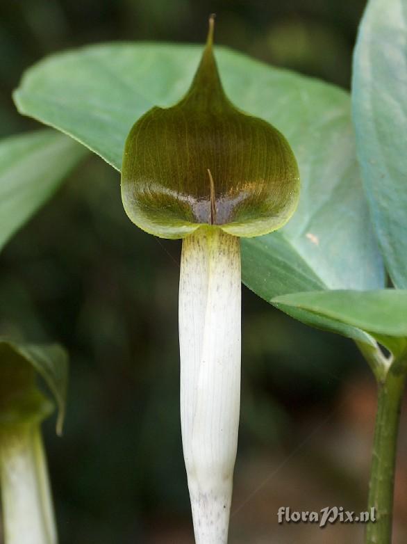 Arisaema siamicum