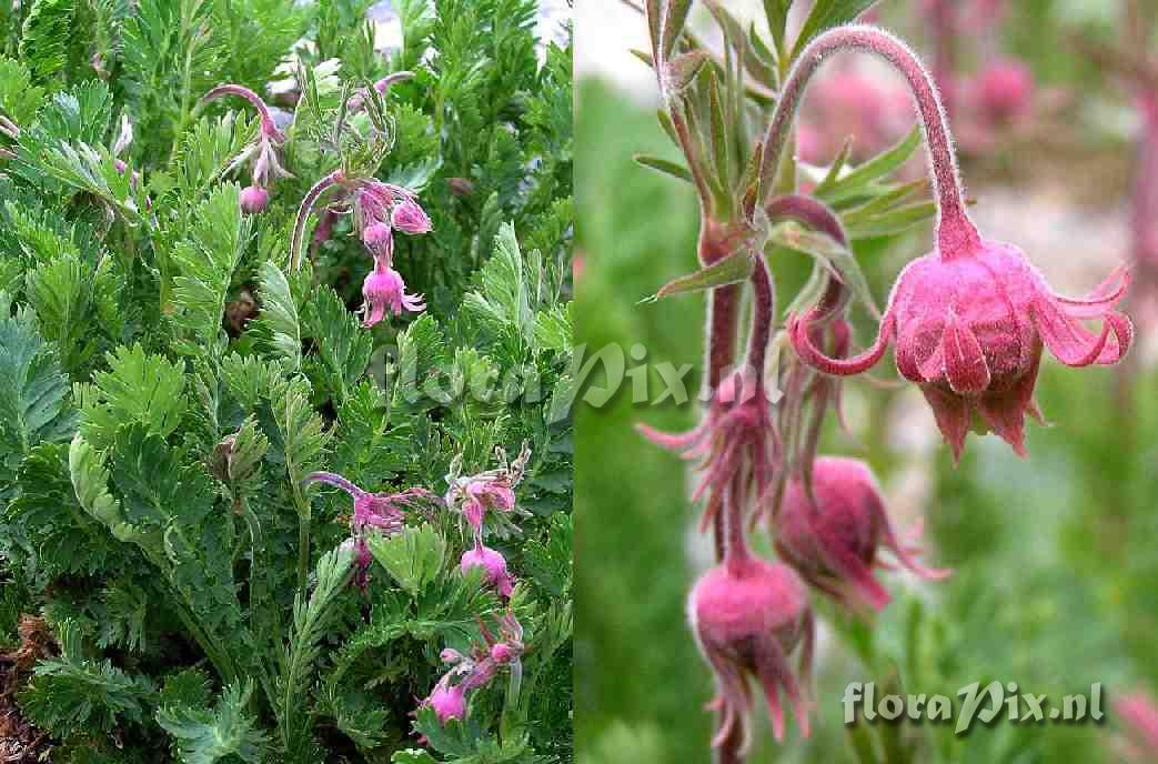 Geum triflorum