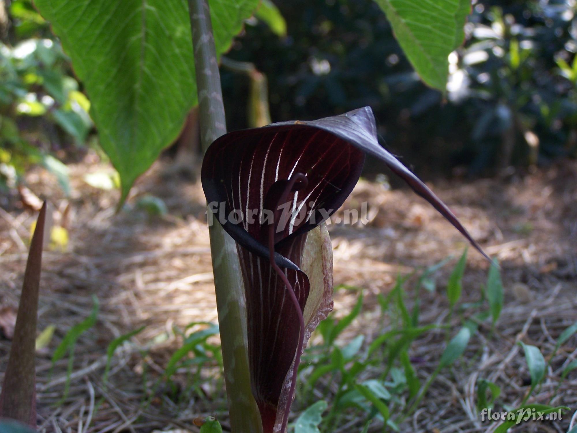 arisaema speciosum