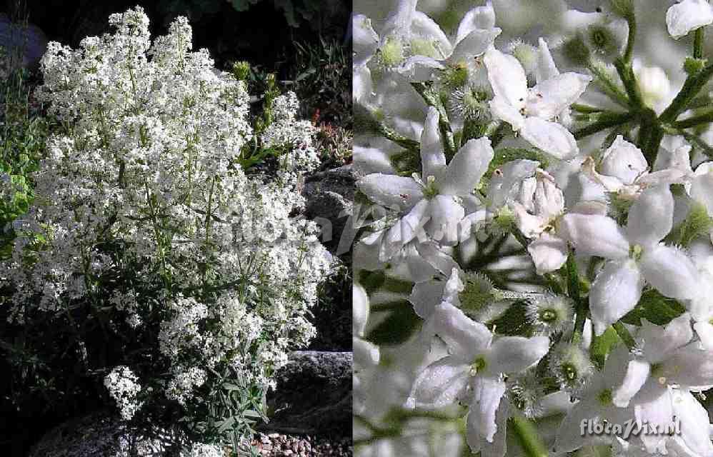 Galium boreale