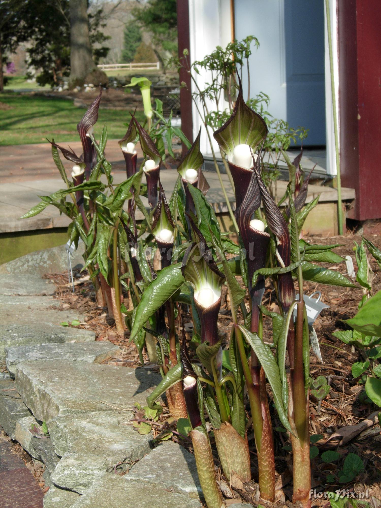 Arisaema sikokianum