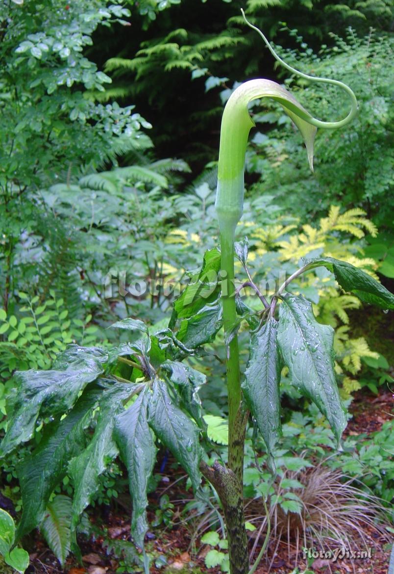 Arisaema tortuorsum