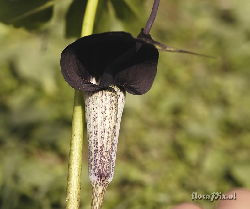 Arisaema thunbergii ssp. urashima