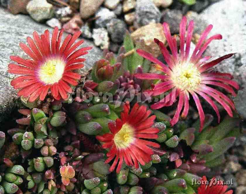 Delosperma dyeri