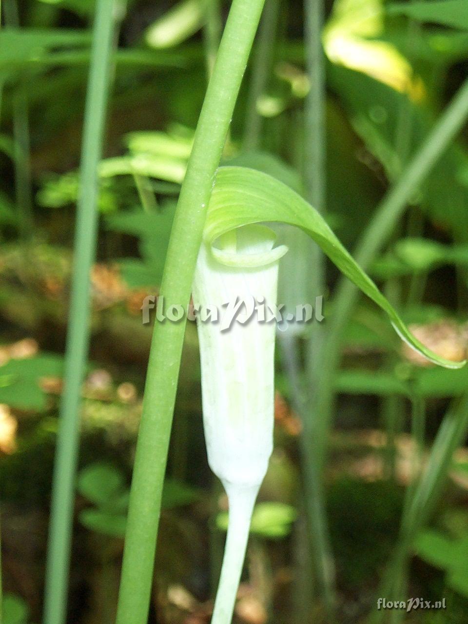 Arisaema triphyllum ssp pusillum green form
