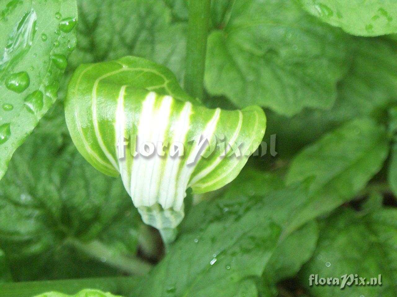 Arisaema triphyllum ssp. stewardsonii