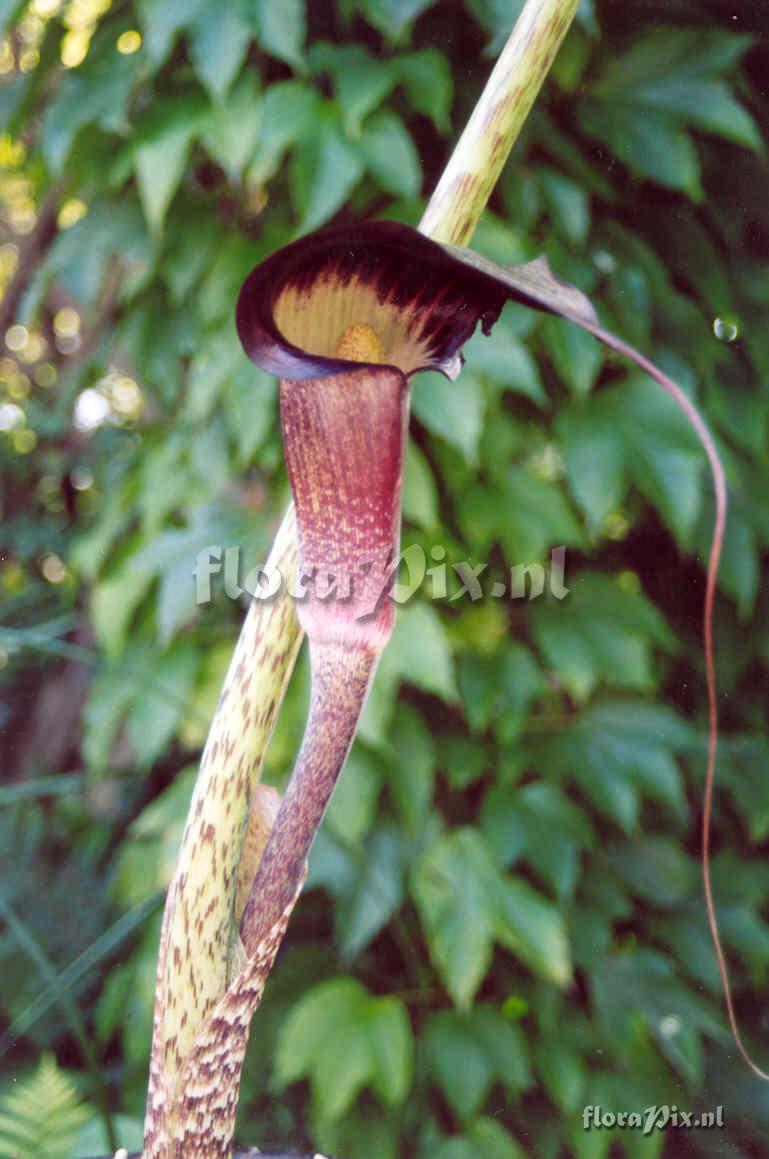 Arisaema taiwanense