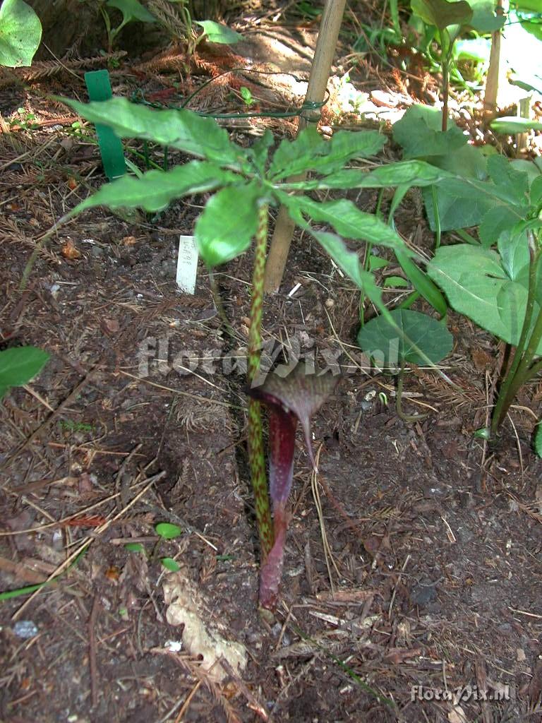 Arisaema taiwanense