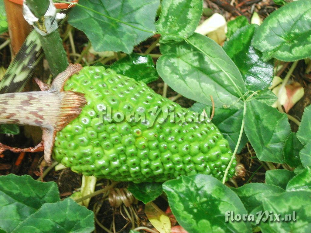 Arisaema taiwanense