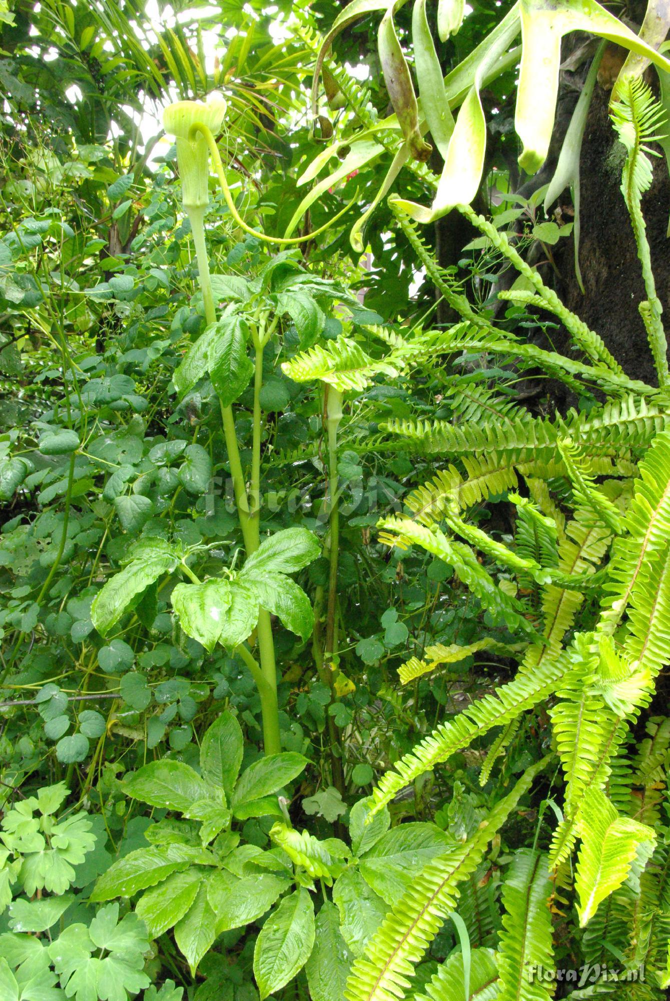 Arisaema tortuosum