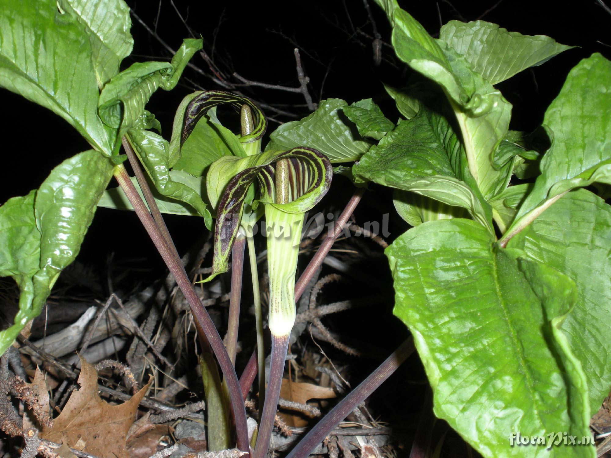 Arisaema triphyllum