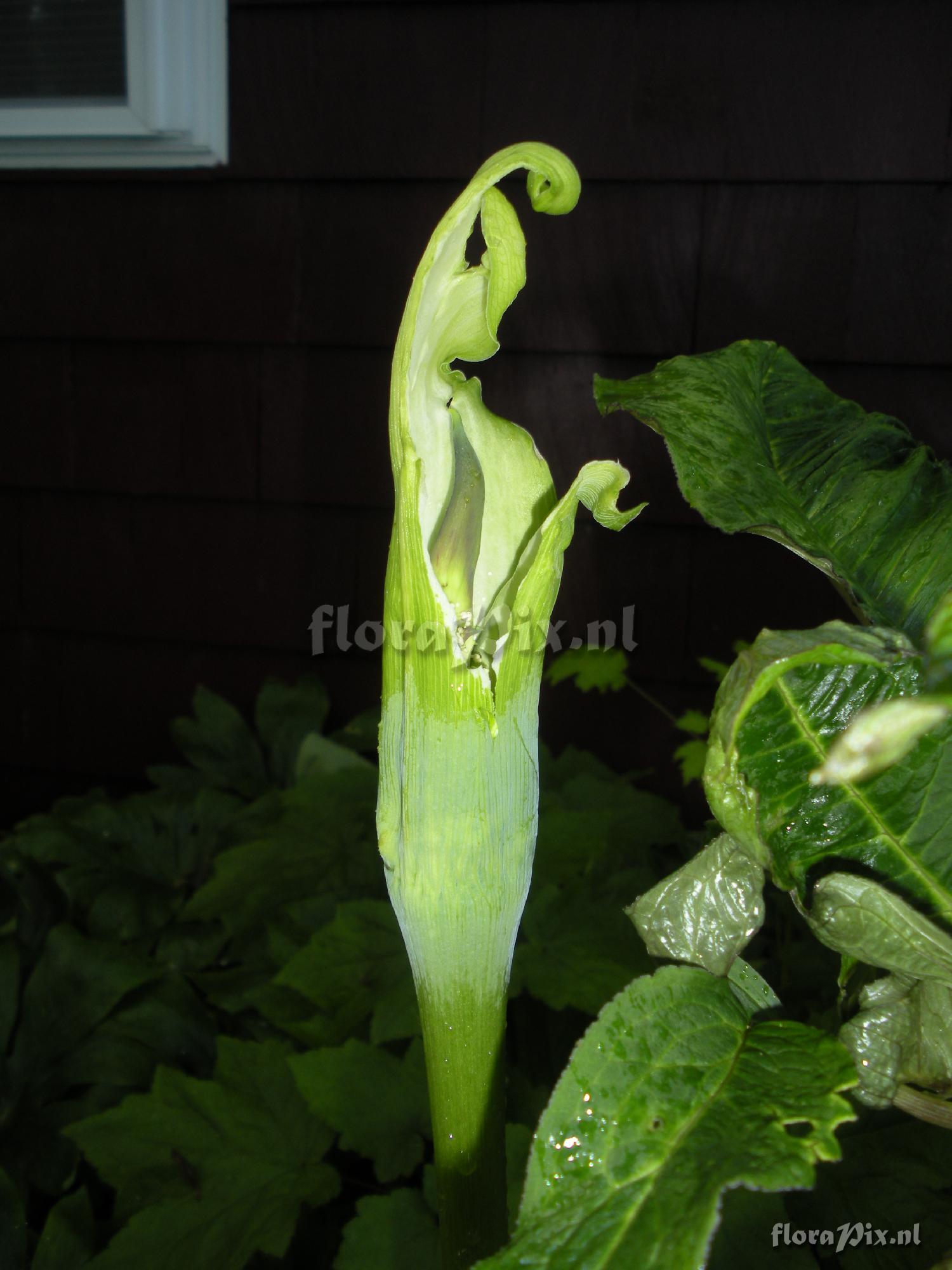 Arisaema tortuosum (developmental issues)