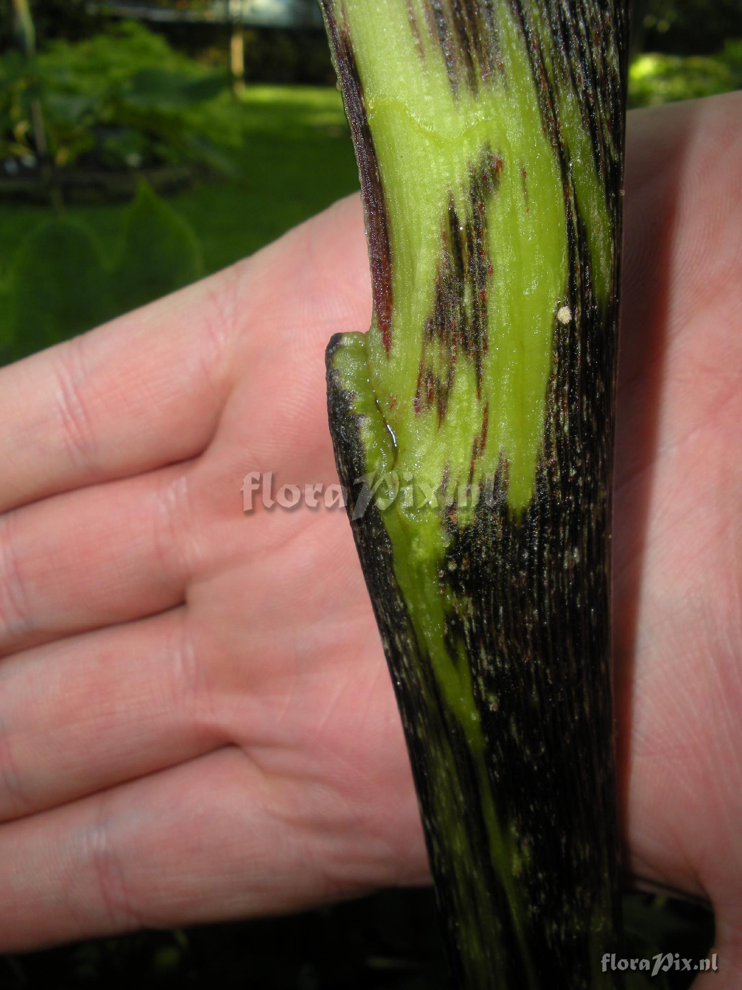 Arisaema tortuosum (developmental issues)