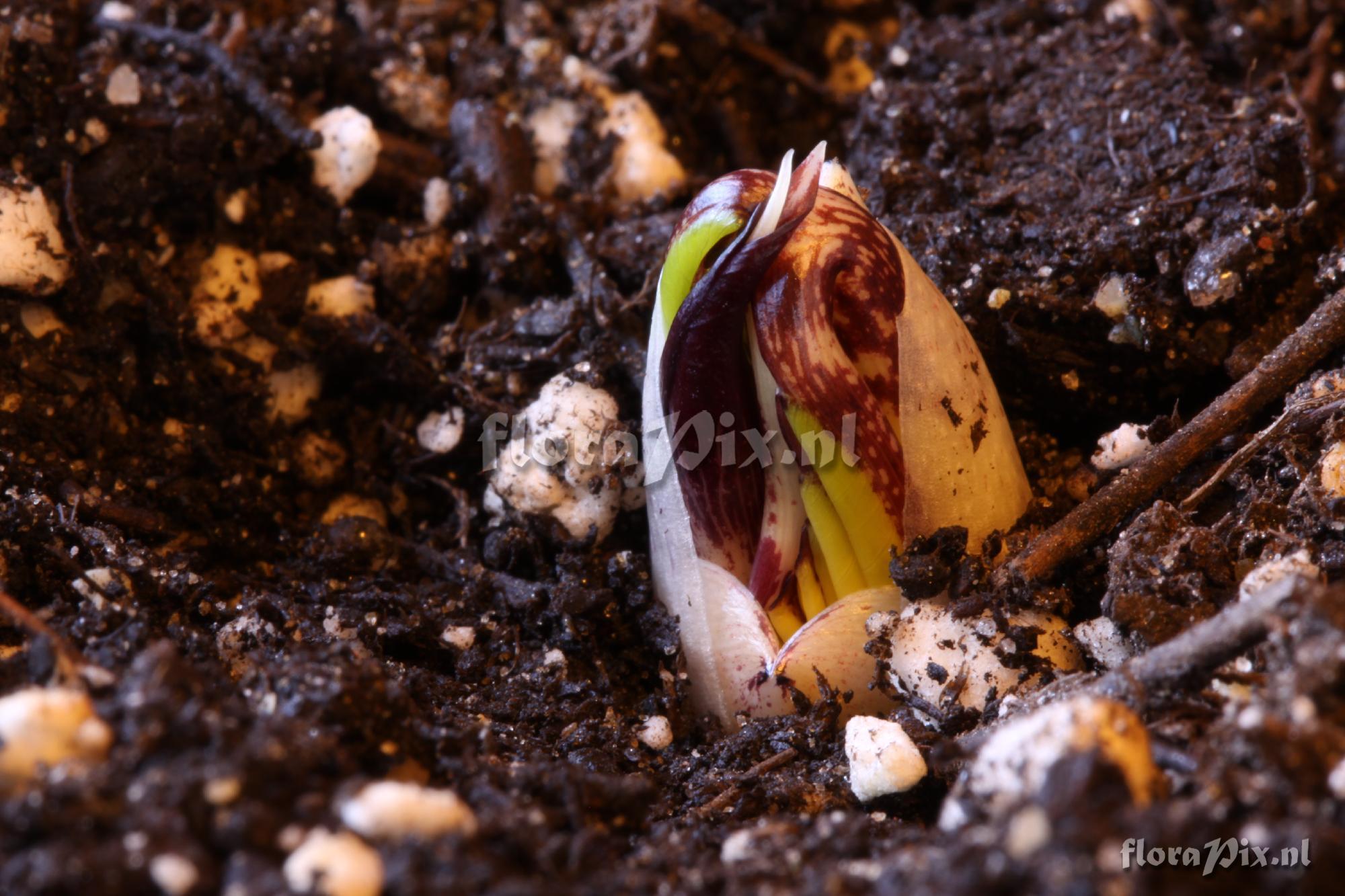 Arisaema thunbergii subsp. thunbergii