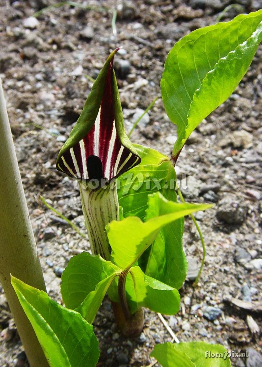 Arisaema triphyllum