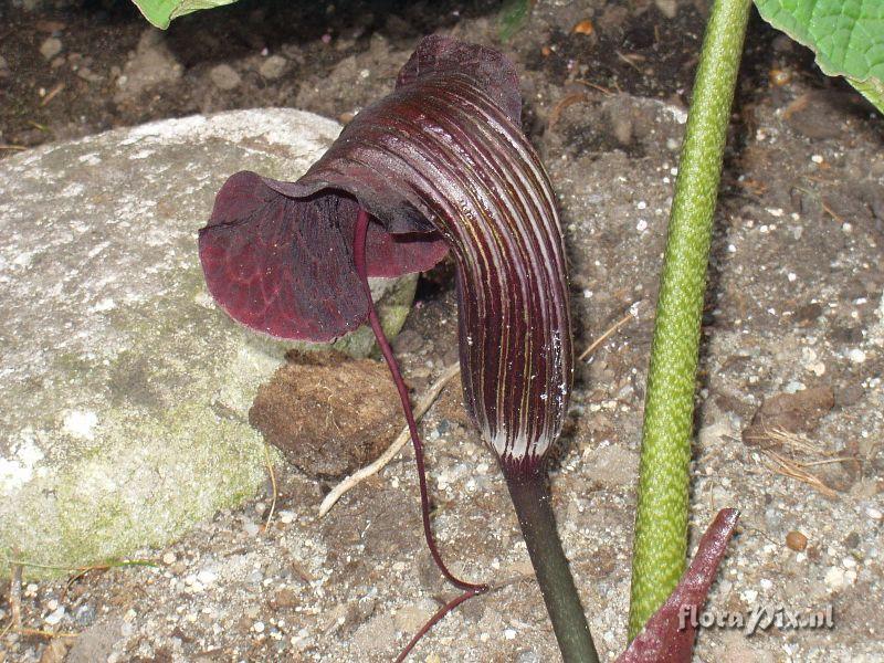 Arisaema utile