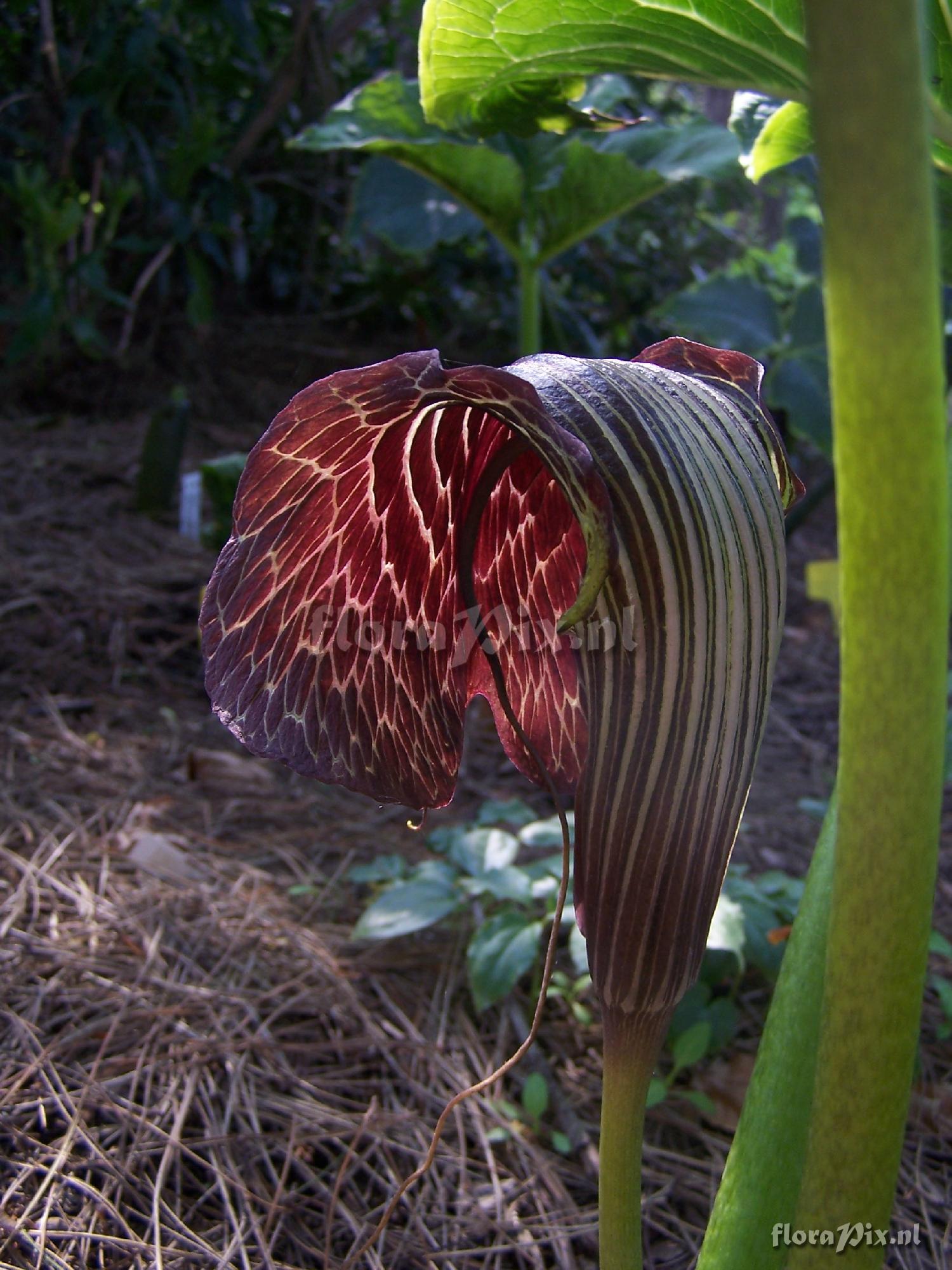 Arisaema utile