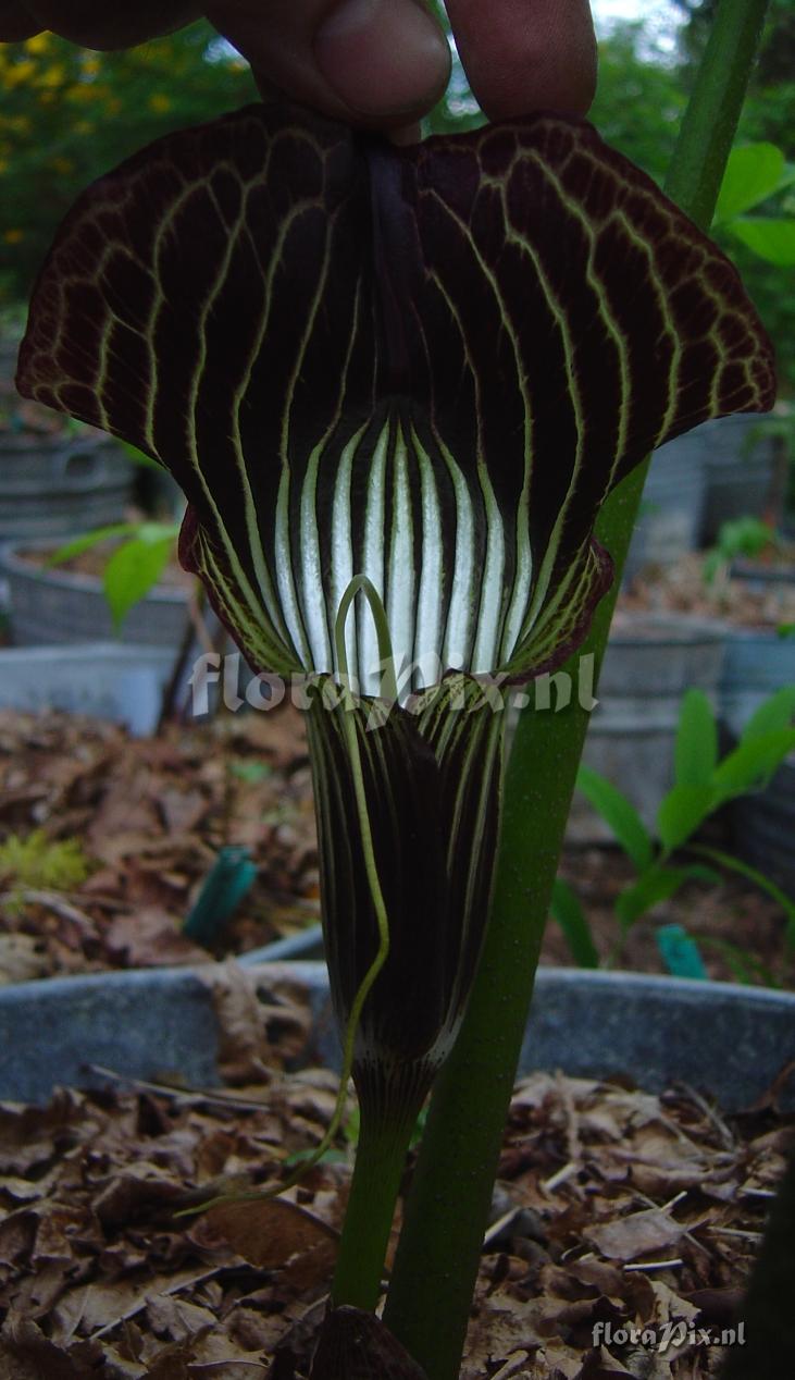 Arisaema wilsonii x griffithii