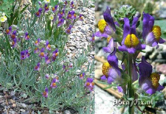 Linaria alpina