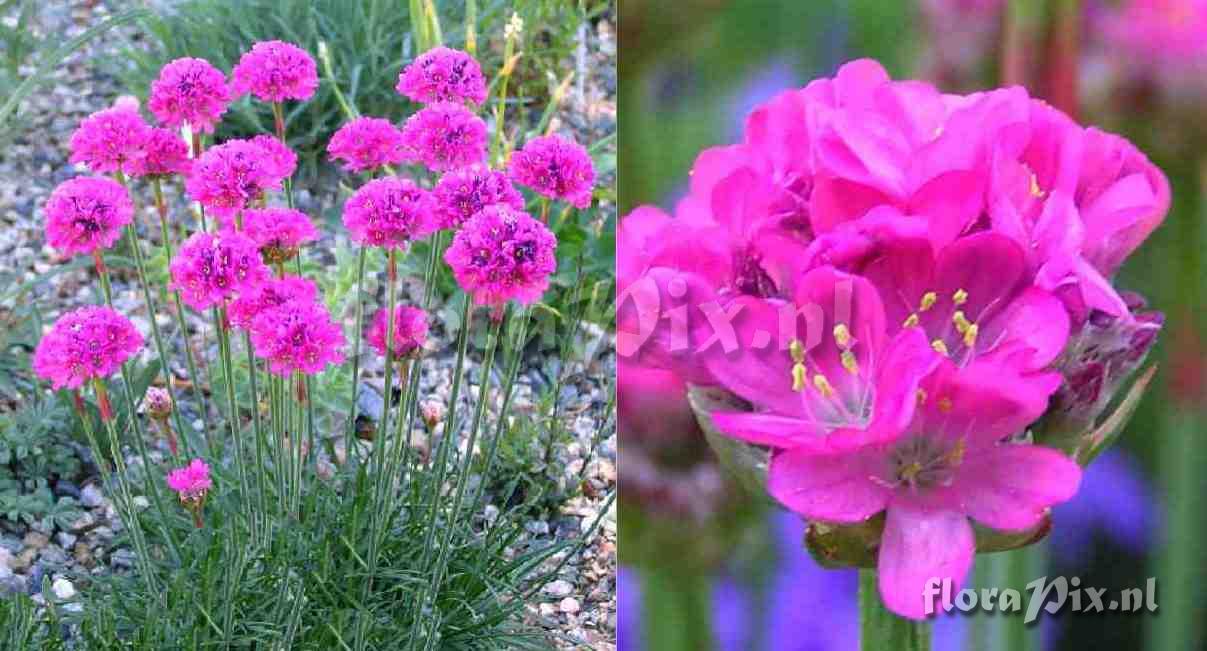 Armeria