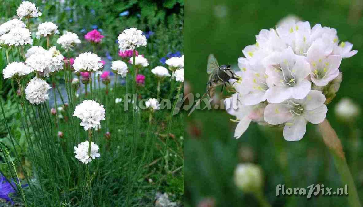 Armeria maritima alba