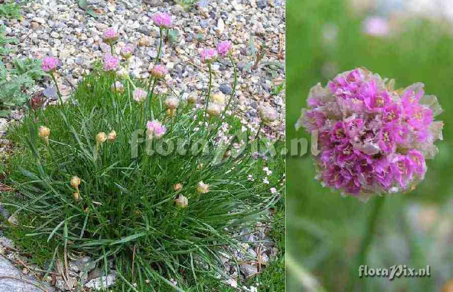 Armeria scabra