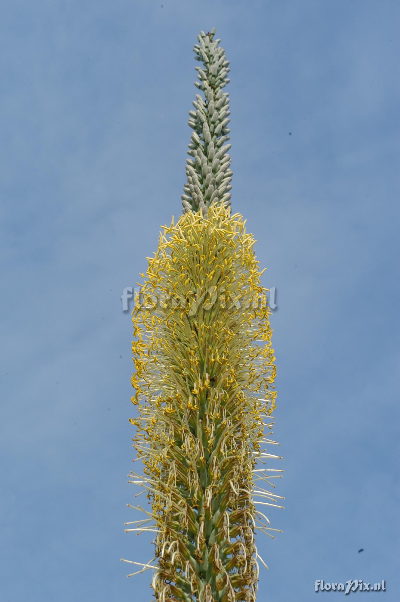 Agave lophantha