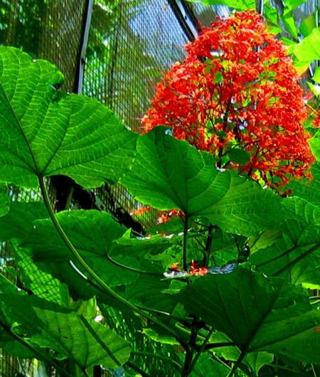 Clerodendron sp.