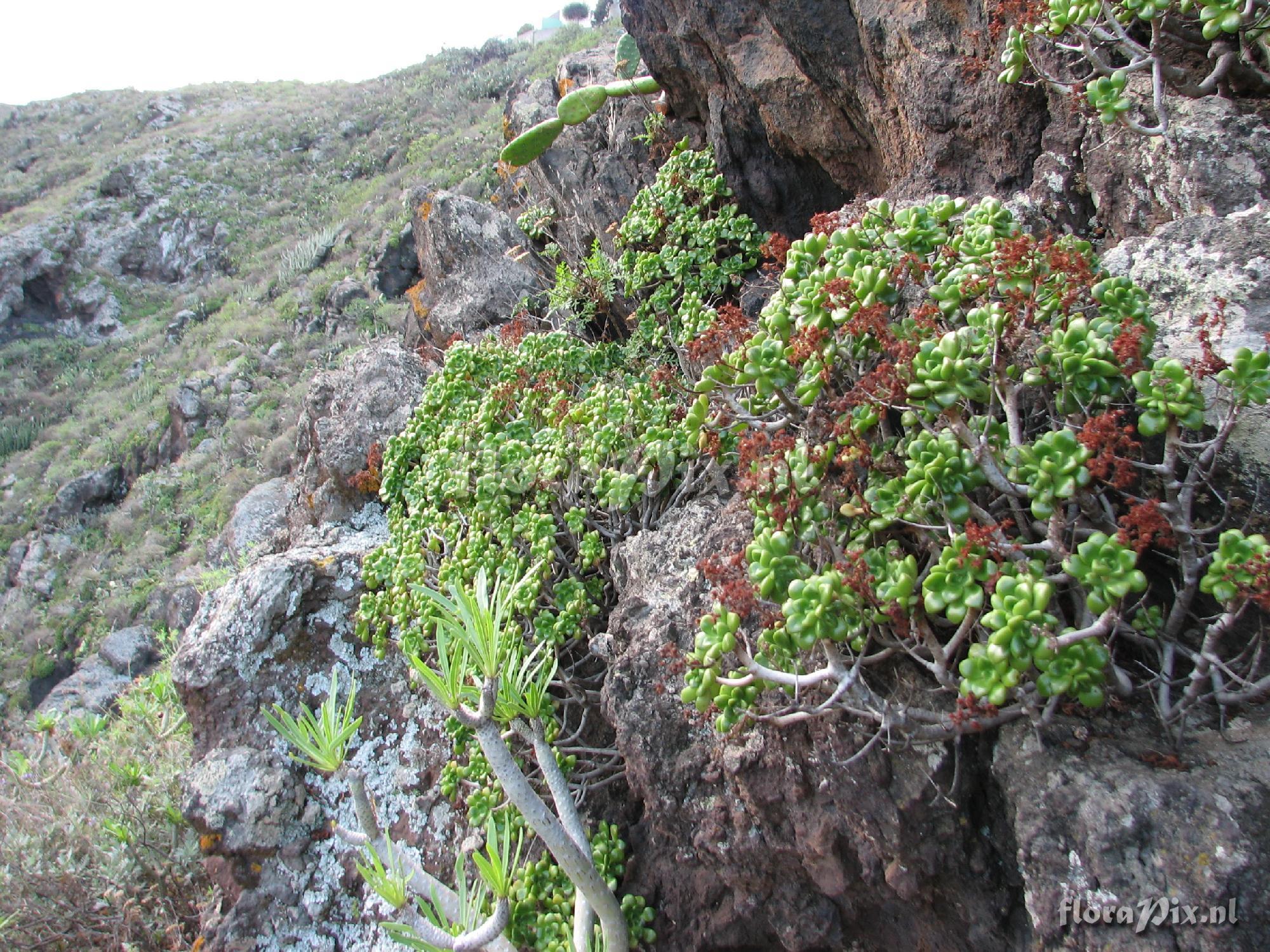 Aeonium lindleyi