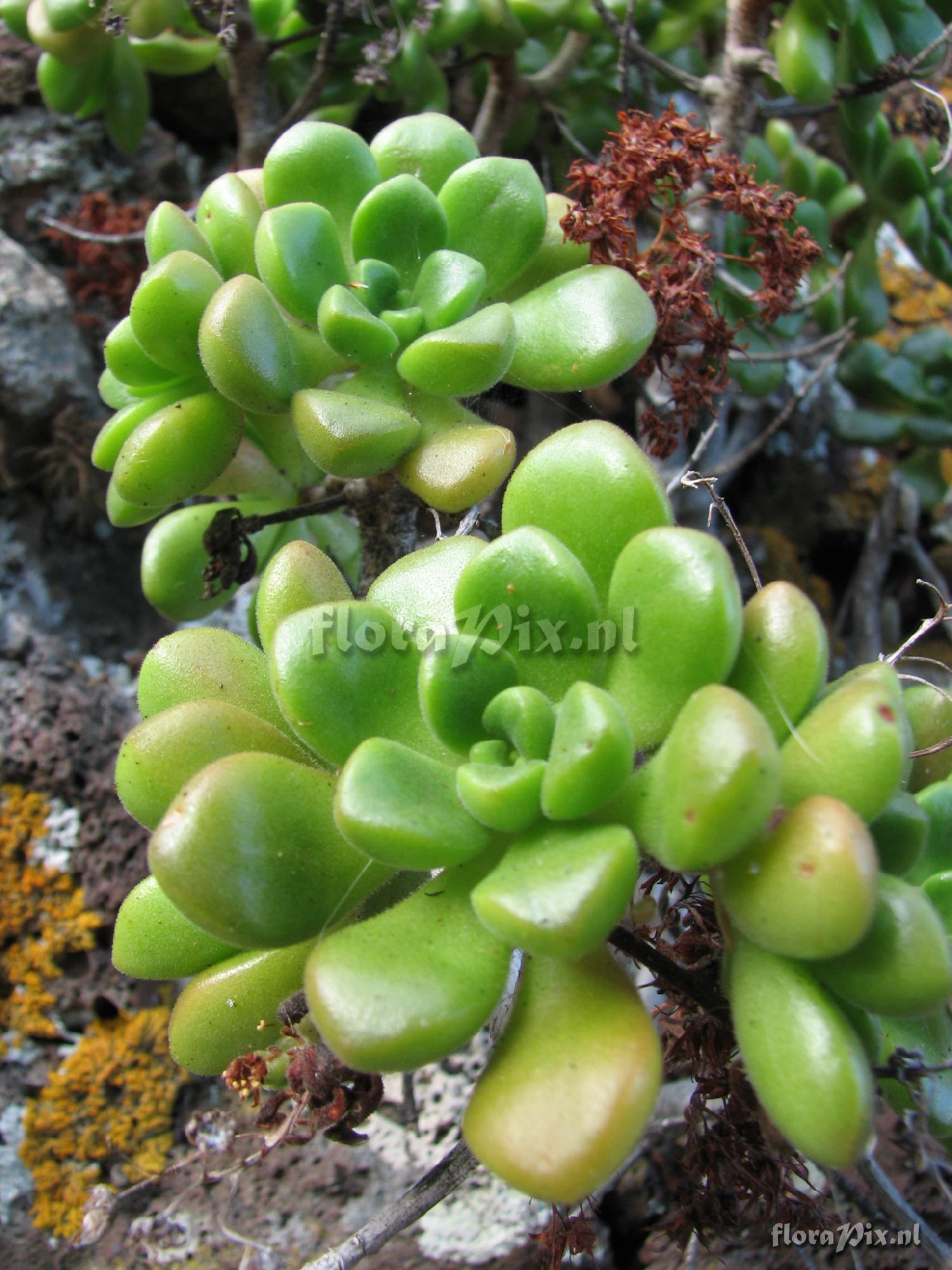 Aeonium lindleyi