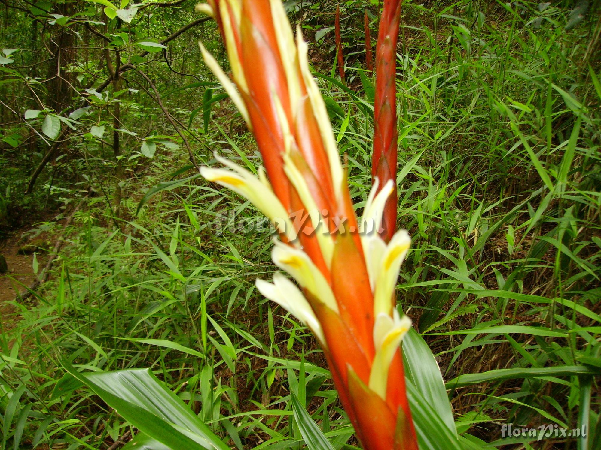 Pitcairnia imbricata