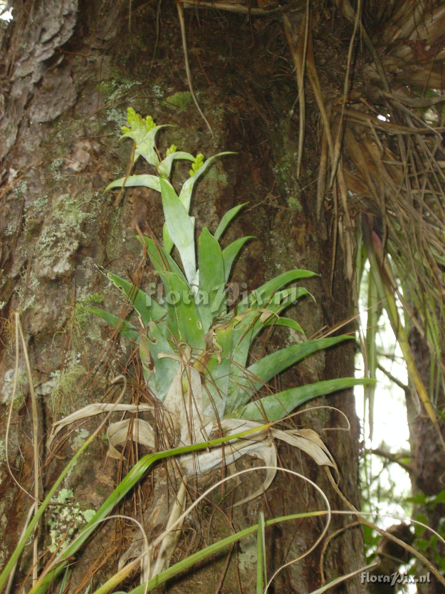 Catopsis oerstediana